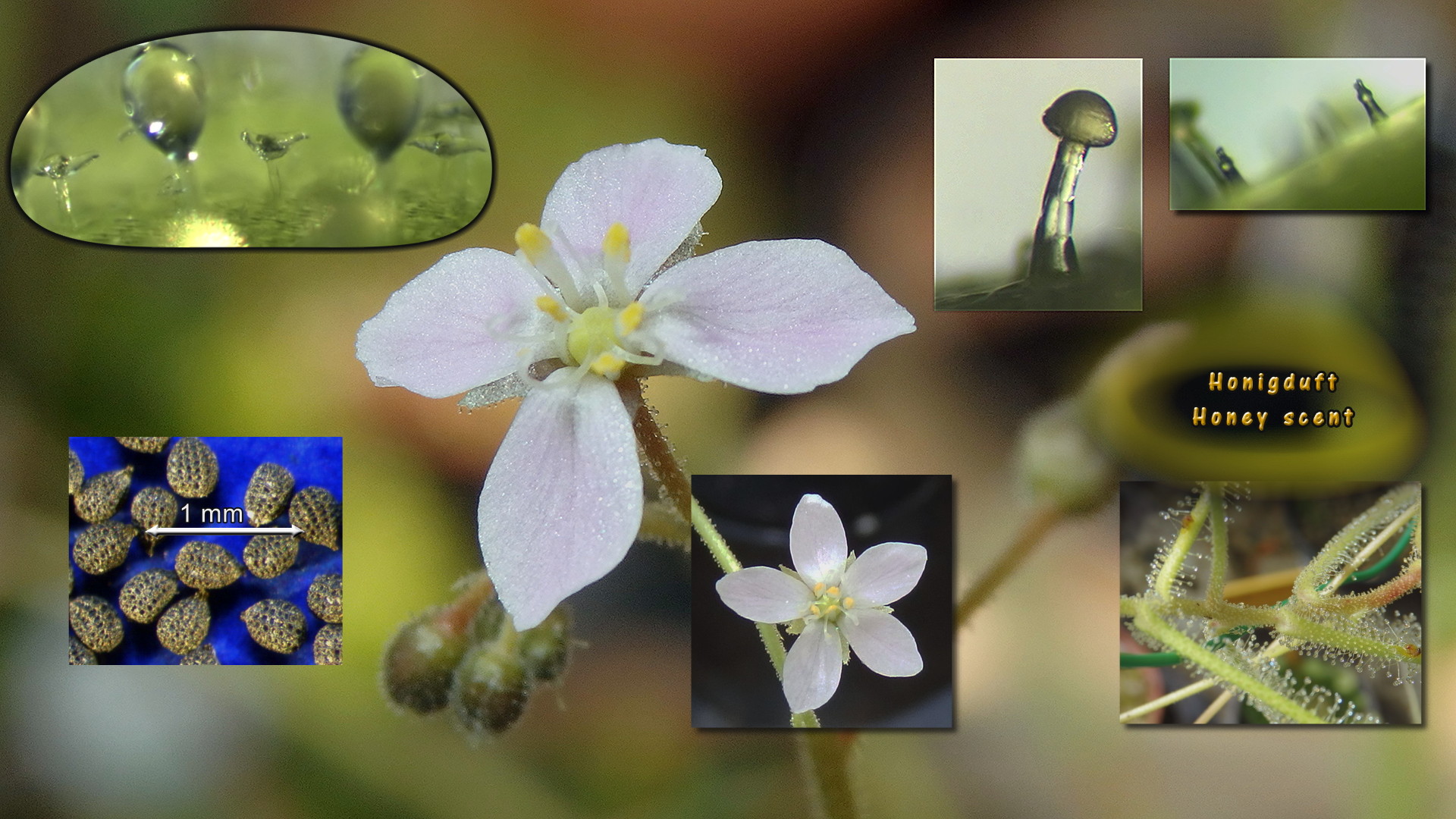 Drosera finlaysoniana Thumb