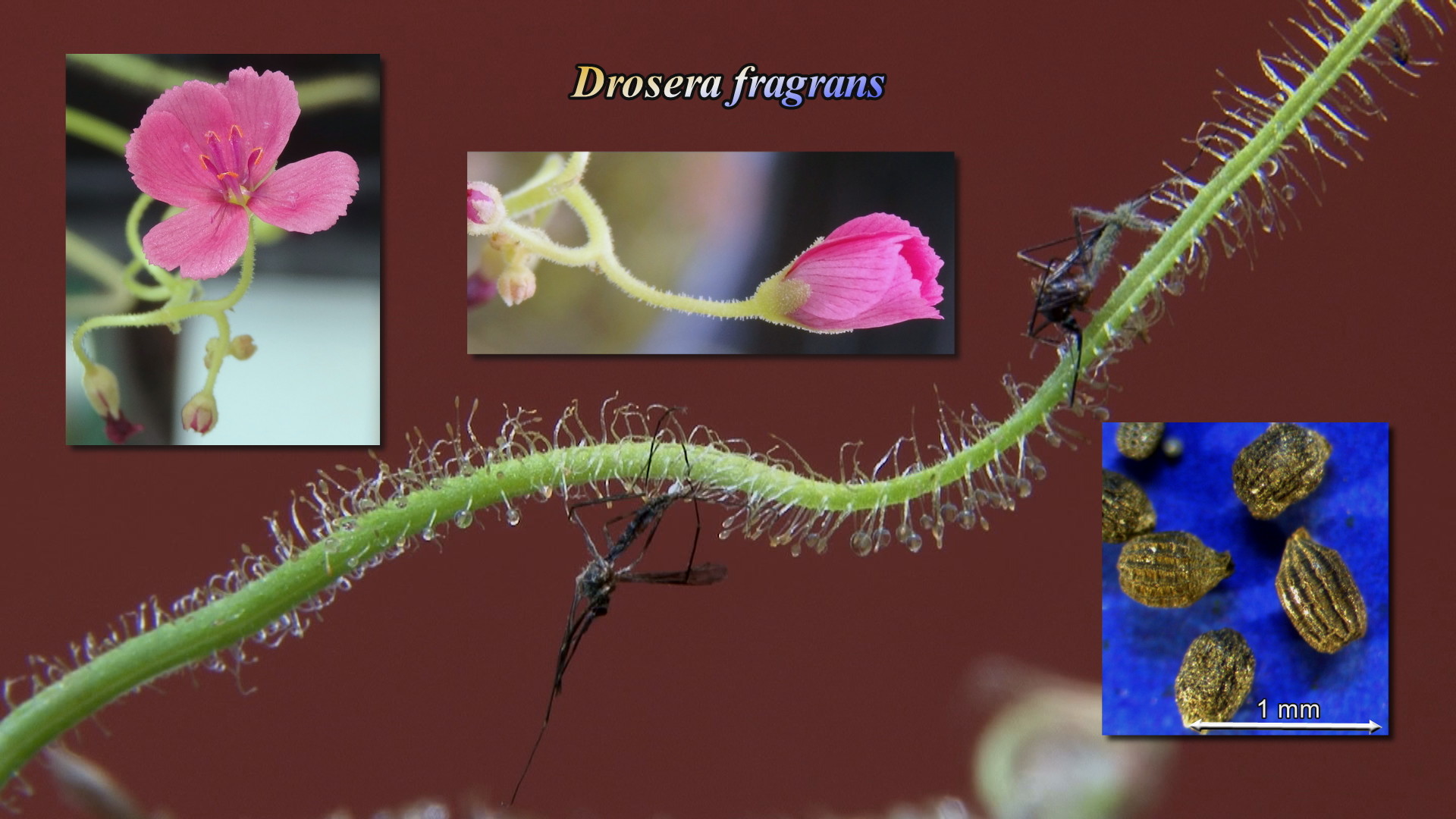 Drosera fragrans Thumb