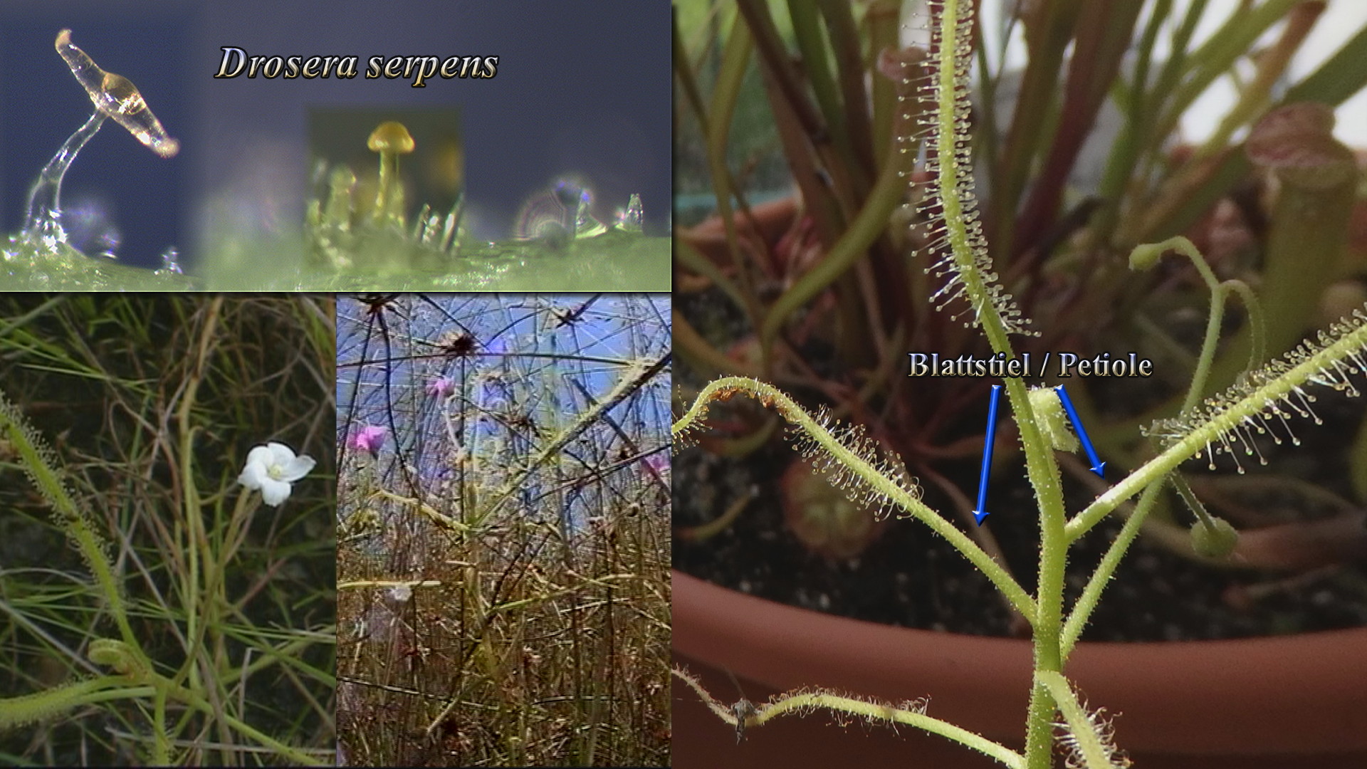 Drosera serpens Thumb