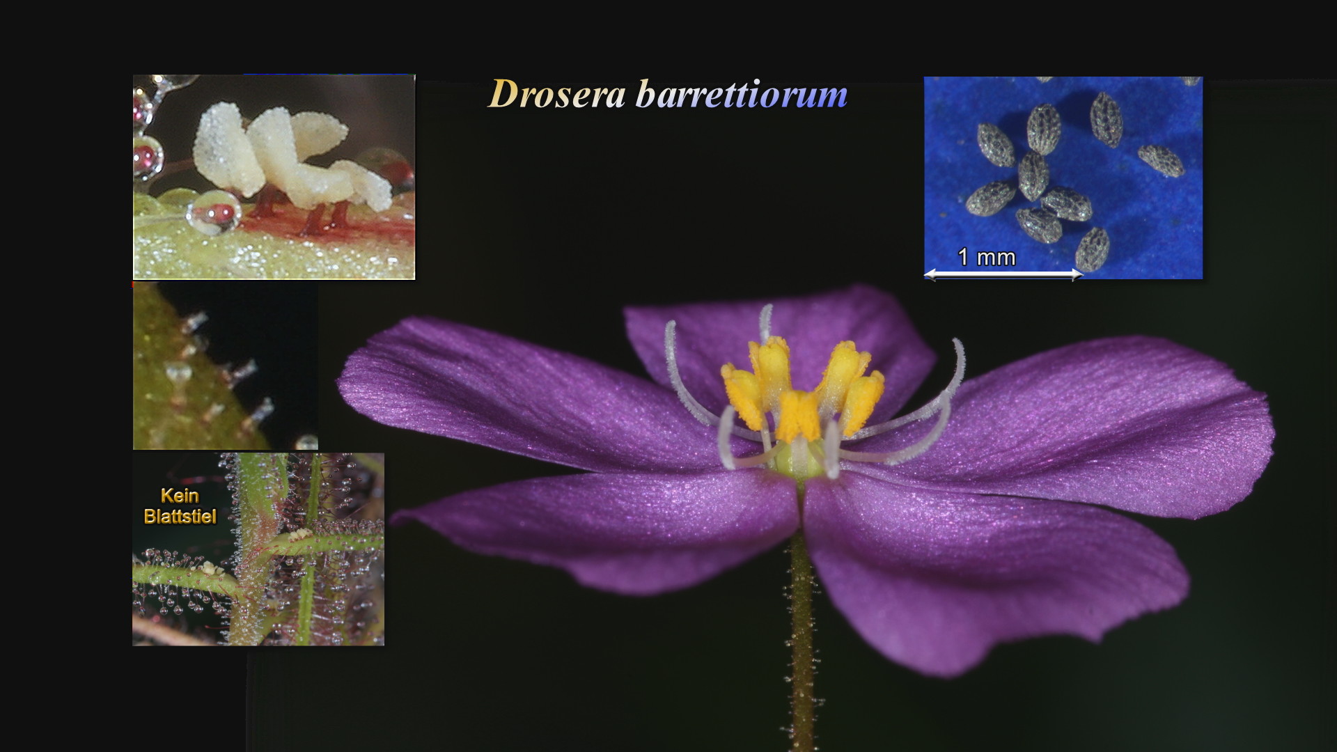 Drosera hartmeyerorum Thumb