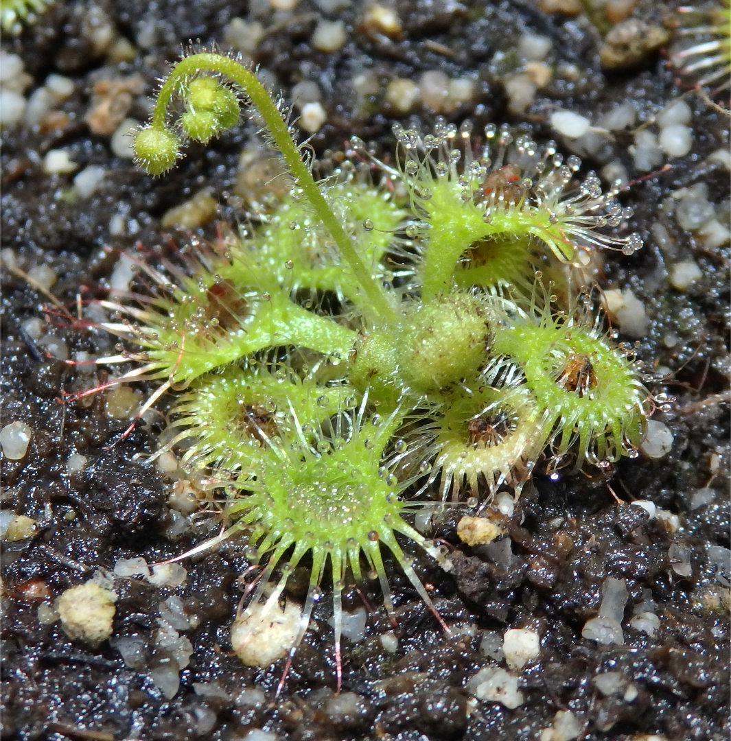 Katapultierender Sonnentau D. glanduligera