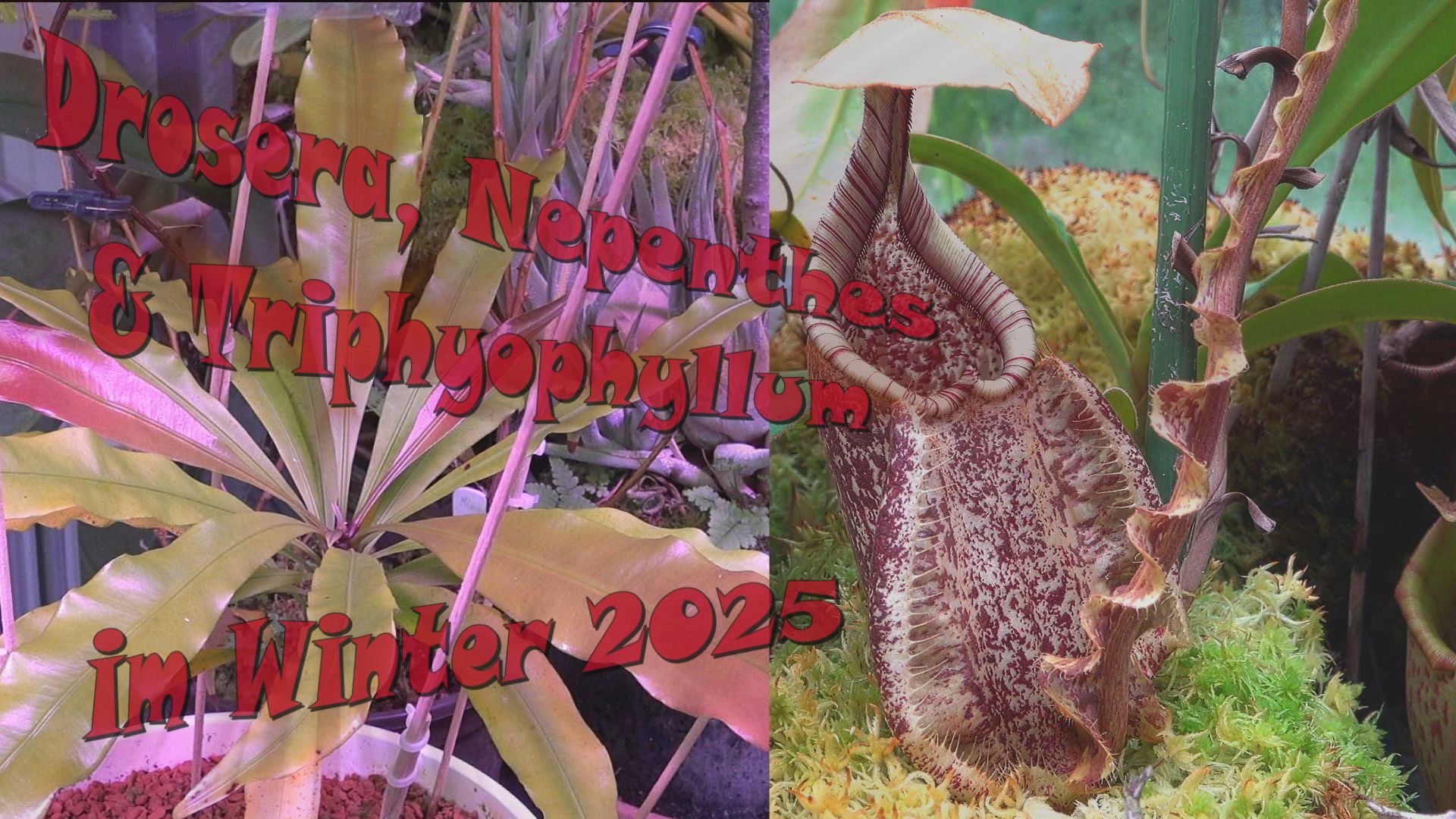 GWH-2025-Winter_Thumb-3