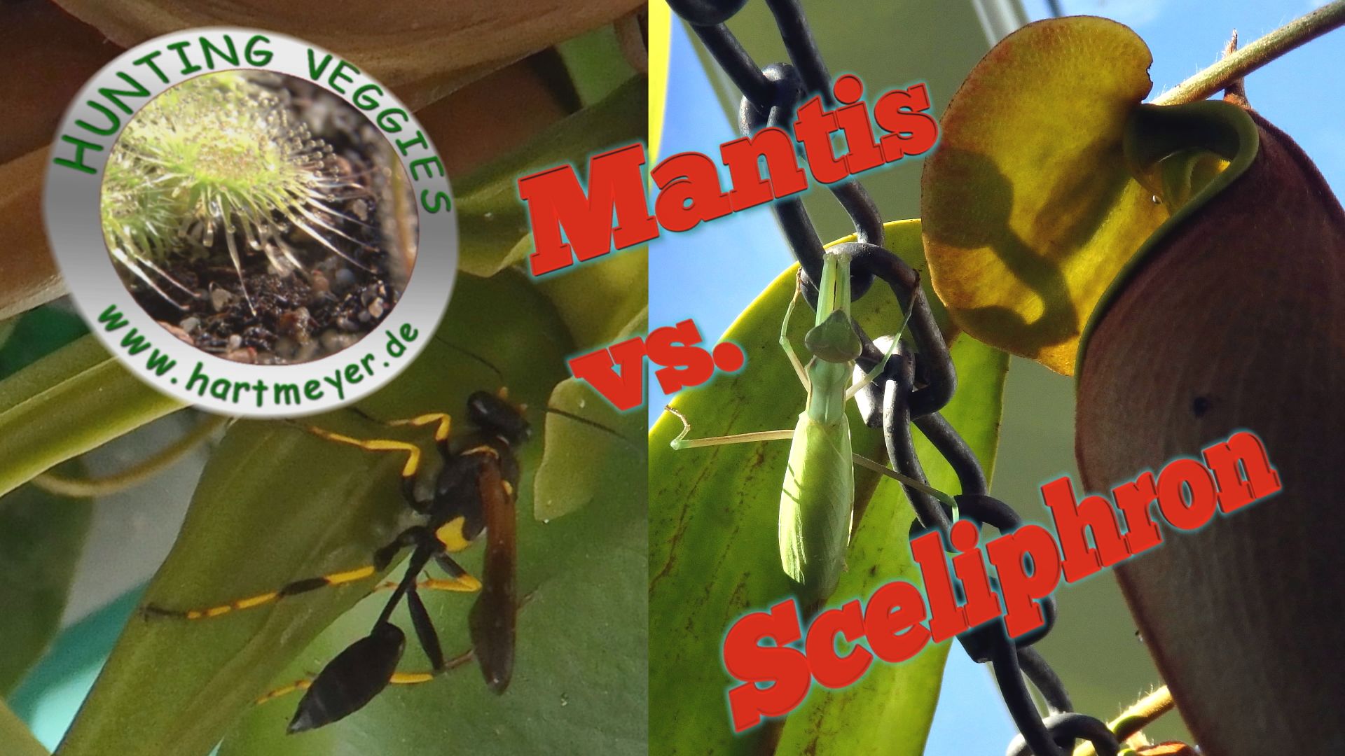 MANTIS vs. SCELIPHRON_Thumb