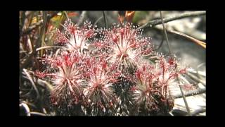 Drosera meristocaulis