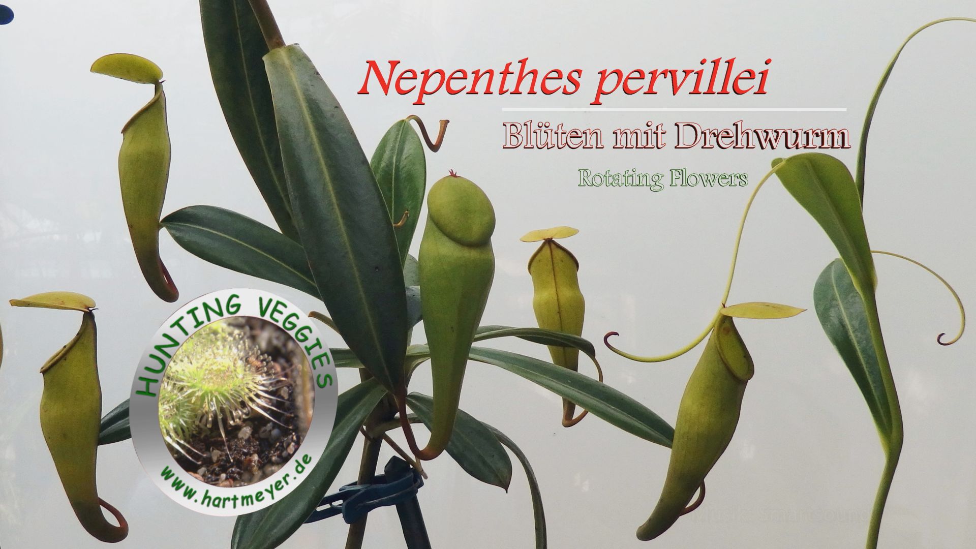Nepenthes pervillei_Thumb