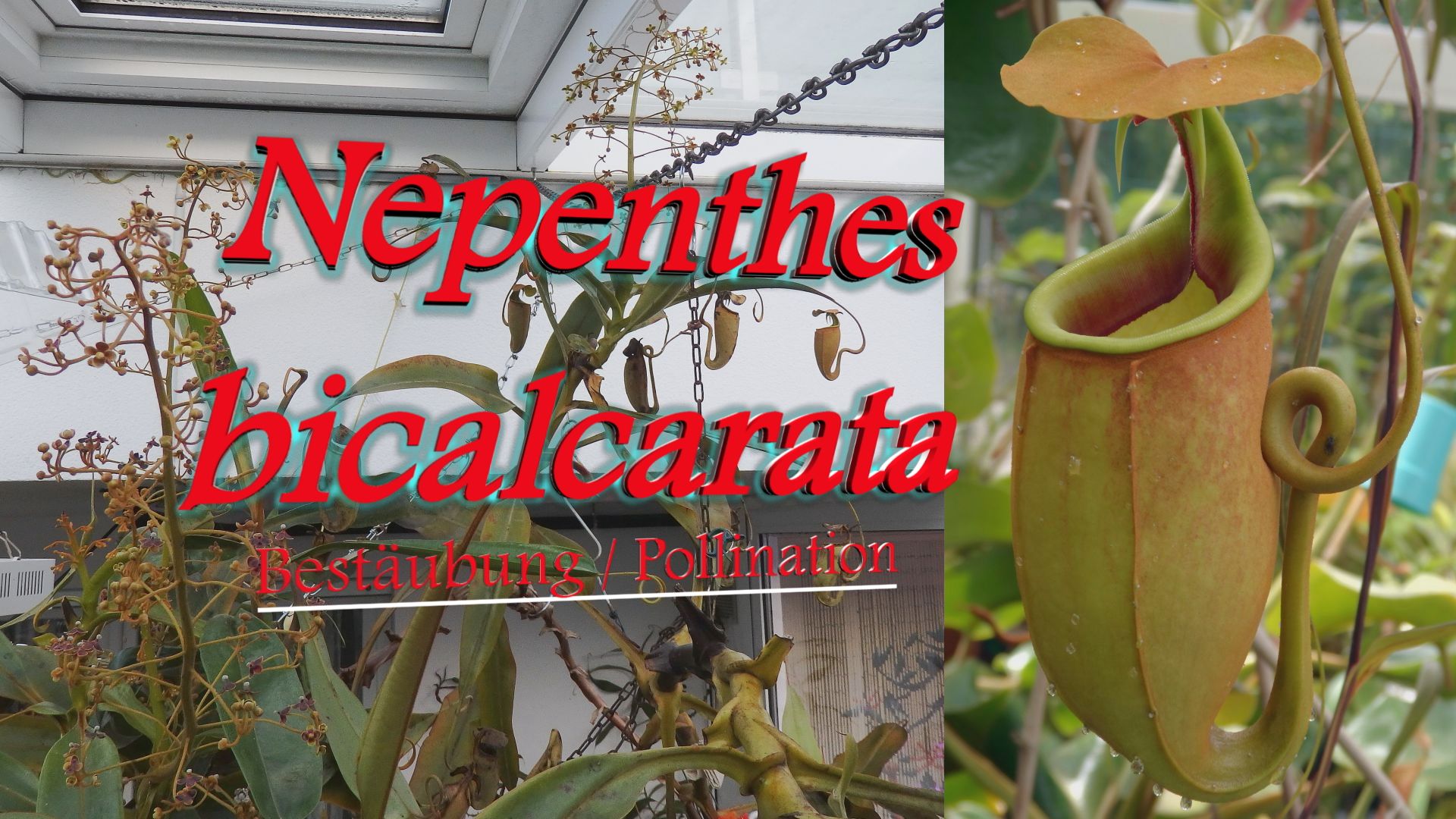 Nepenthes_bicalcarata_Thumb