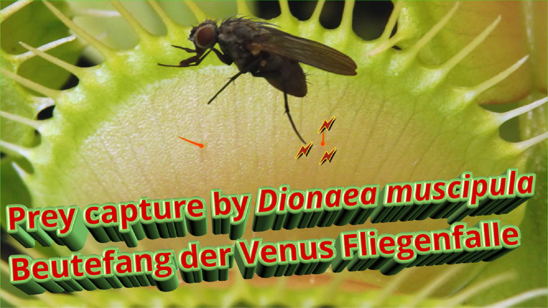 Beutefang der Venus Fliegenfalle_THUMB