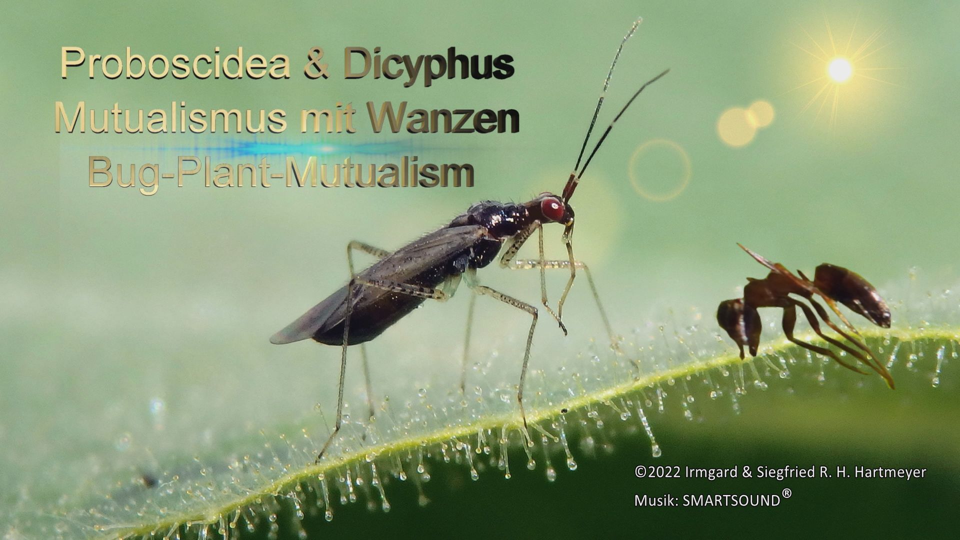 Probiscidea & Dicyphus_Thumb