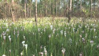 Splinter Hill Bog YouTube