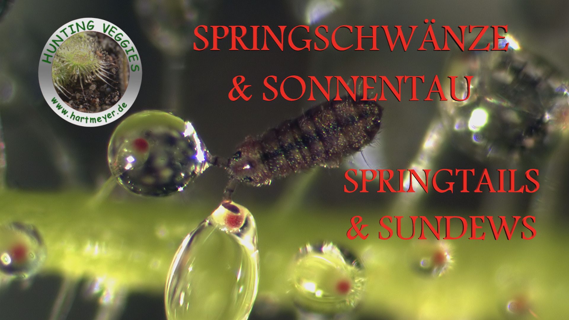 Springschwänze & Sonnentau_Thumb