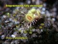 Drosera glanduligera