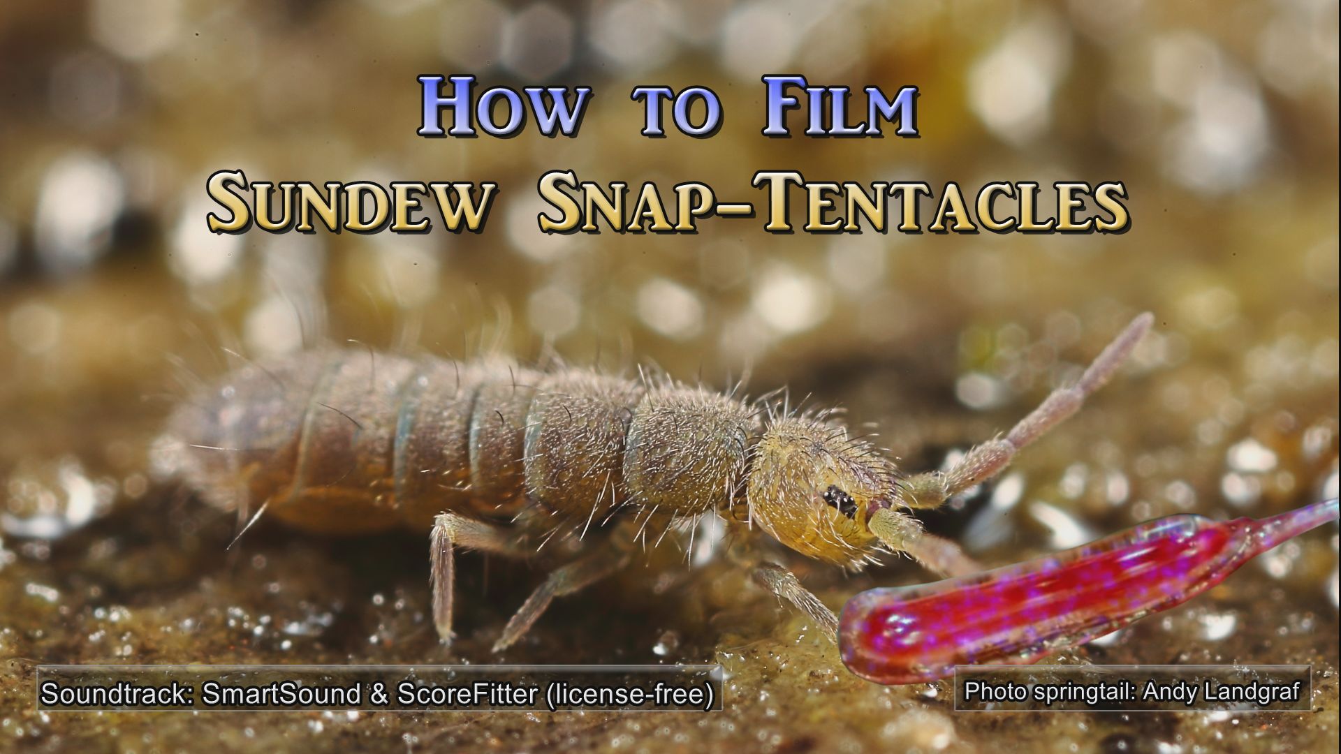 How to film sundew snap-tentacles
