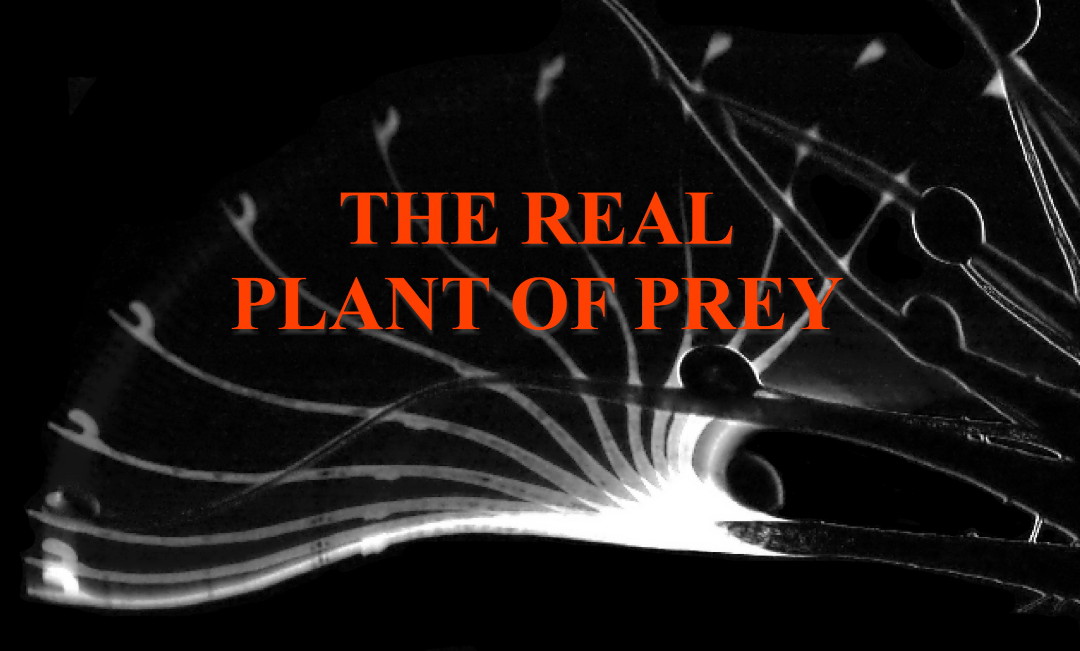 The Real Plant of Prey