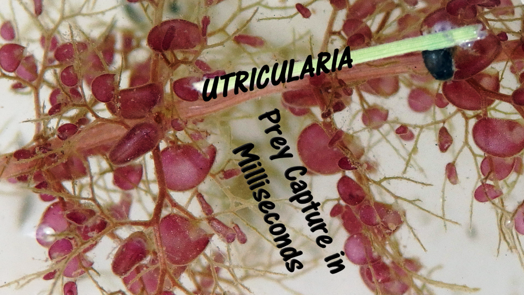 Utricularia vulgaris Thumb