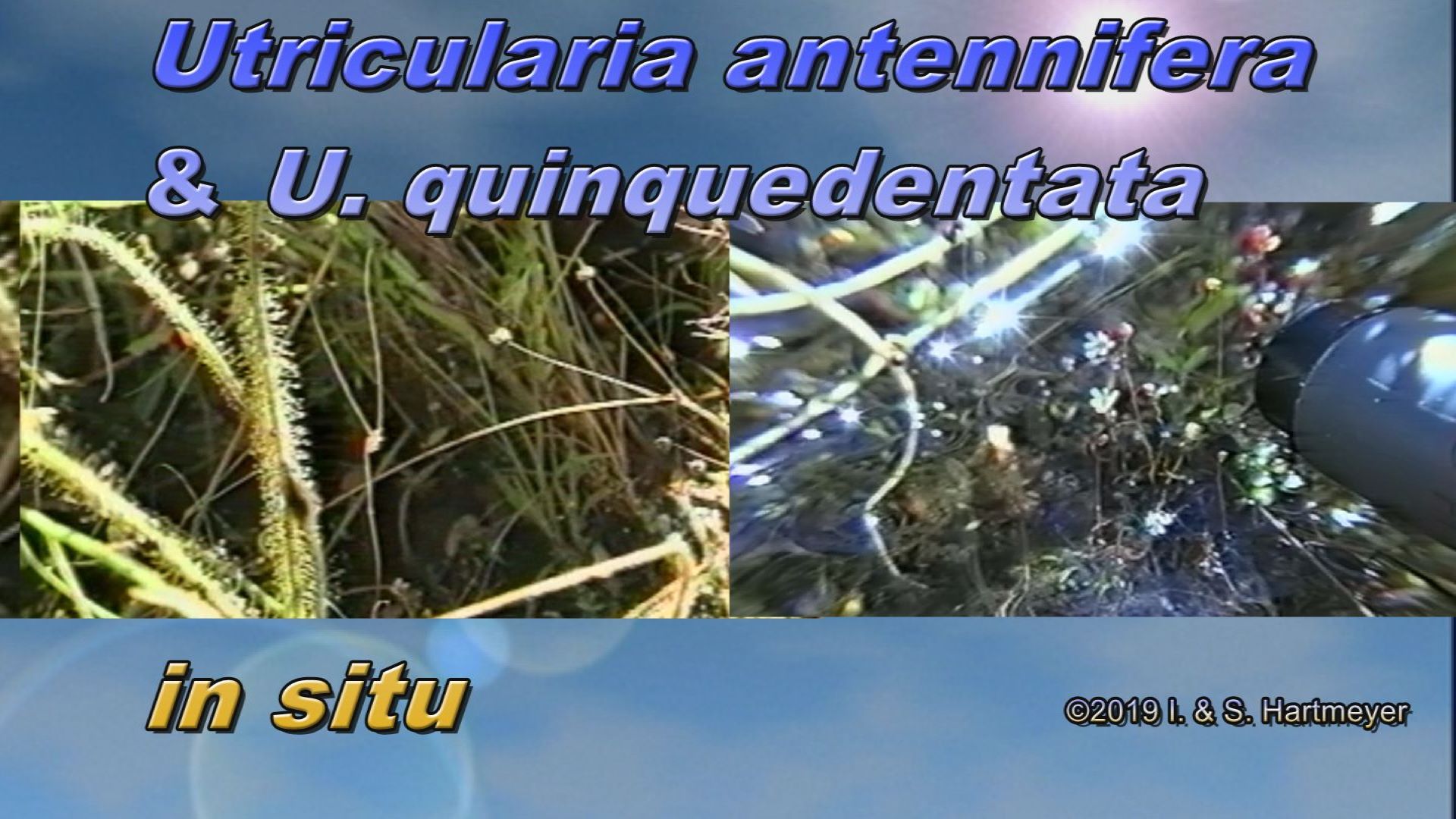 Utricularia antennifera & quinquedentata Thumb