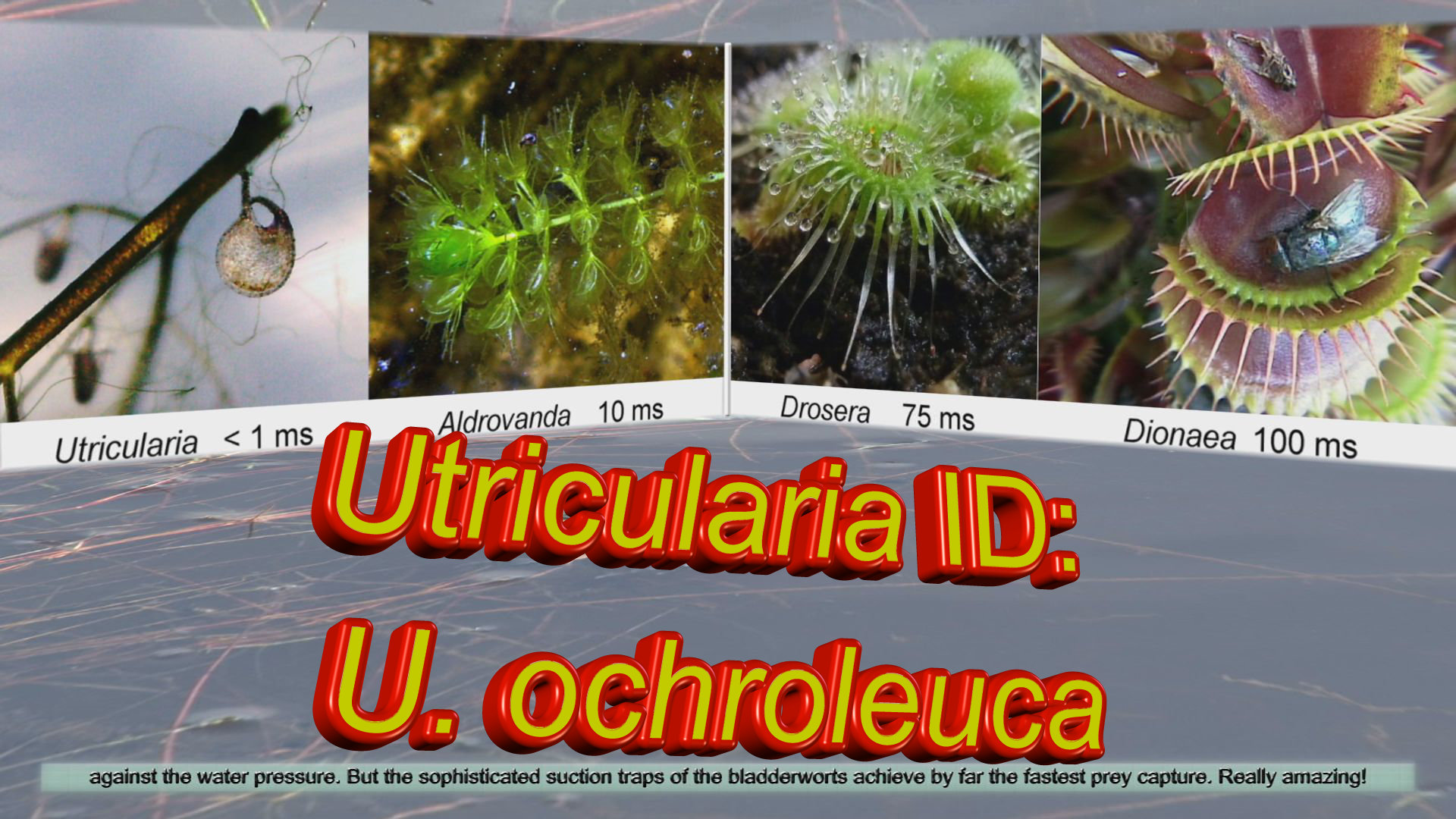 Utricularia ochroleuca Thumb