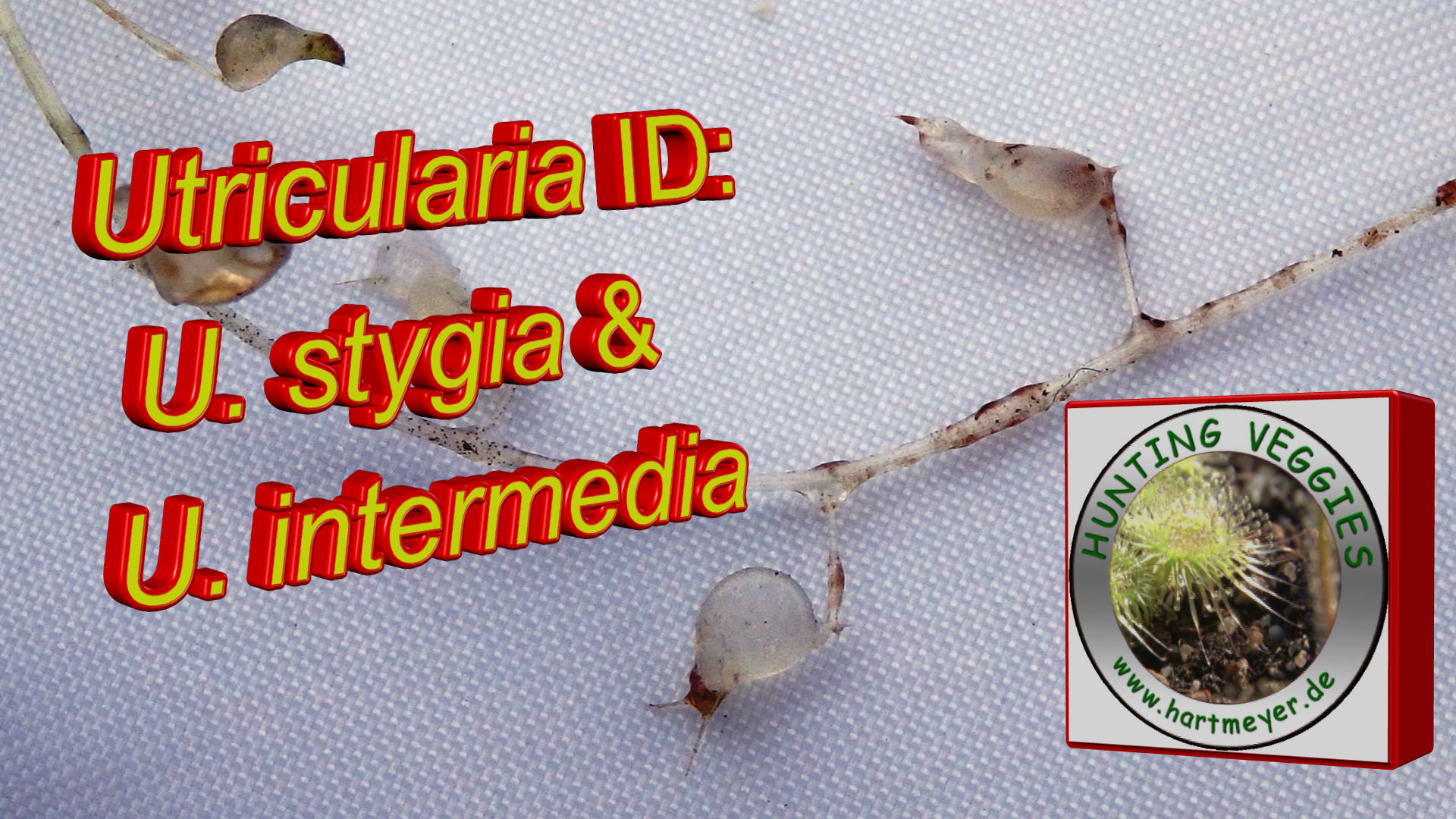 Utricularia stygia & U. intermedia Thumb