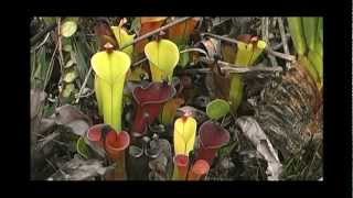 Heliamphora glabra